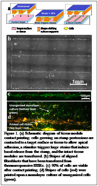 Text Box:    Figure 1. (a) Schematic diagram of tissue module contact printing: cells growing on stamp protrusions are contacted to a target surface or tissue to allow apical adhesion, a stimulus triggers large strains that induce basal release from the stamp, and the intact tissue modules are transferred. (b) Stripes of aligned fibroblasts that have been transferred from thermoresponsive SSSEs. (c) 90% of cells are viable after contact printing. (d) Stripes of cells (red) were printed upon a monolayer culture of unorganized cells (green).    Figure 1: Strategy for morphology controlled Pd nanoparticles (left), TEM images showing shape control depending on order of addition of shaping and reducing agents (middle), and XRD profiles showing metallic Pd (right).  